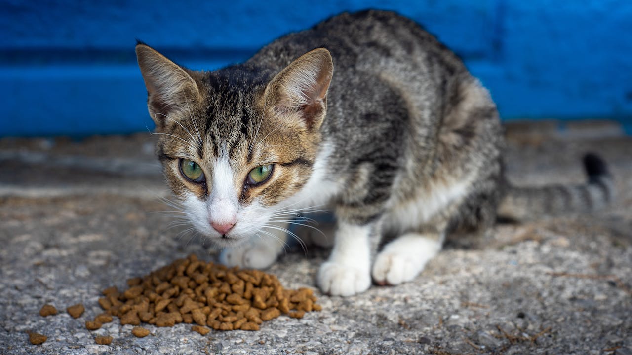 The Complete Guide to Healthy Everyday Pets, Poultry Dry Cat Food
