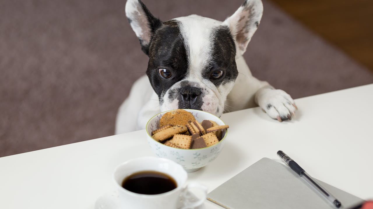 Slim & Strong: Your Guide to Healthy Weight Dog Food Choices